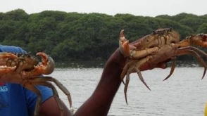 5 Days Negombo Sightseeing & Beach