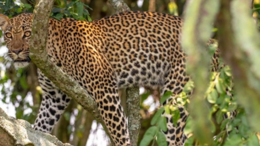 7 Days Uganda Gorillas, Chimpanzees and Wildlife Game Safari 1