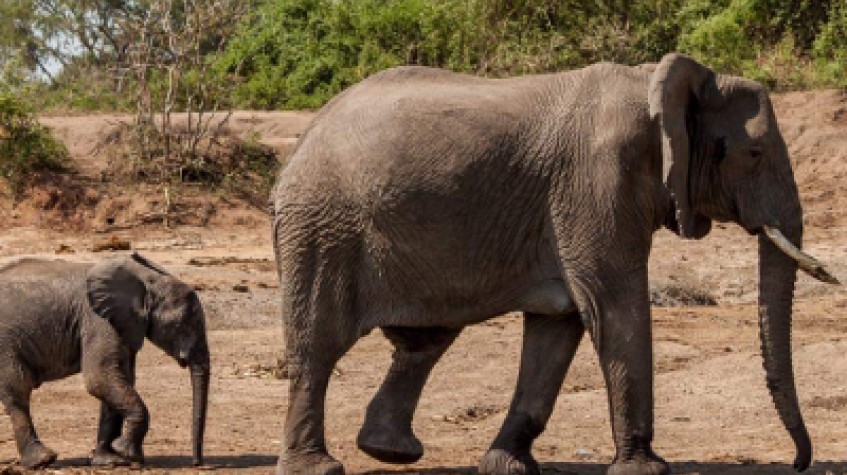 7 Days Uganda Gorillas, Chimpanzees and Wildlife Game Safari 3