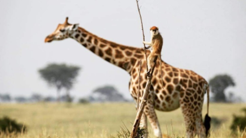 7 Days Uganda Gorillas, Chimpanzees and Wildlife Game Safari 4