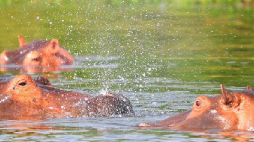 7 Days Uganda Gorillas, Chimpanzees and Wildlife Game Safari 7