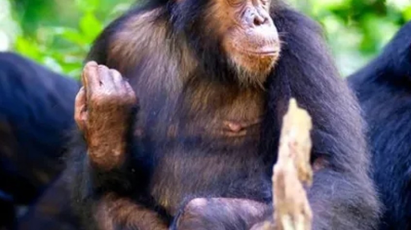 7 Days Uganda Gorillas, Chimpanzees and Wildlife Game Safari 8
