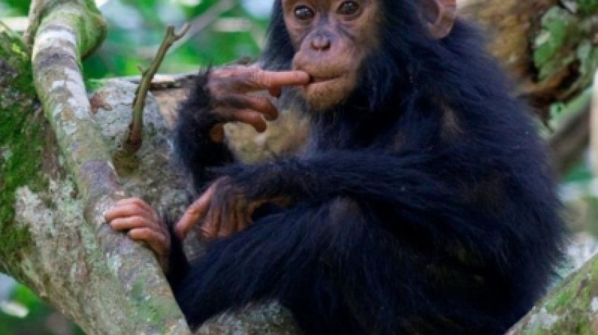7 Days Uganda Gorillas, Chimpanzees and Wildlife Game Safari 10