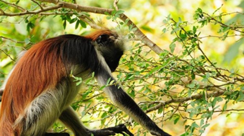 Jozani Forest National Park 2