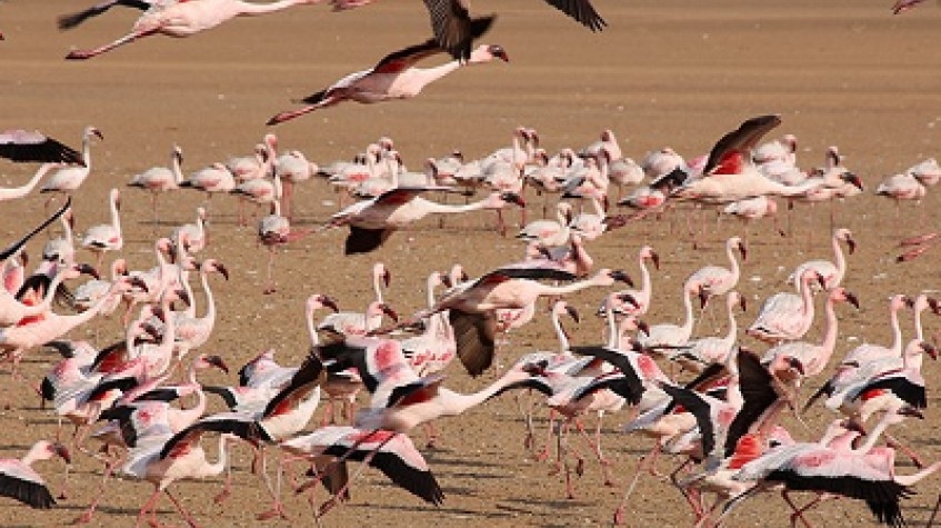 7 Days Sossusvlei, Swakopmund and Etosha National Park (Camping) 1