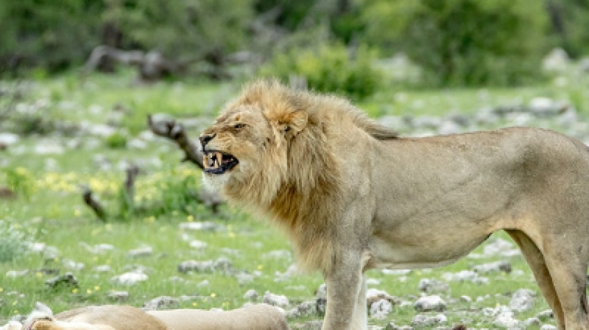 7 Days Sossusvlei, Swakopmund and Etosha National Park (Camping) 3