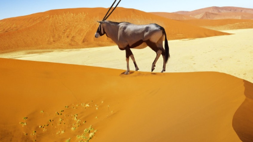 7 Days Sossusvlei, Swakopmund and Etosha National Park (Camping) 4