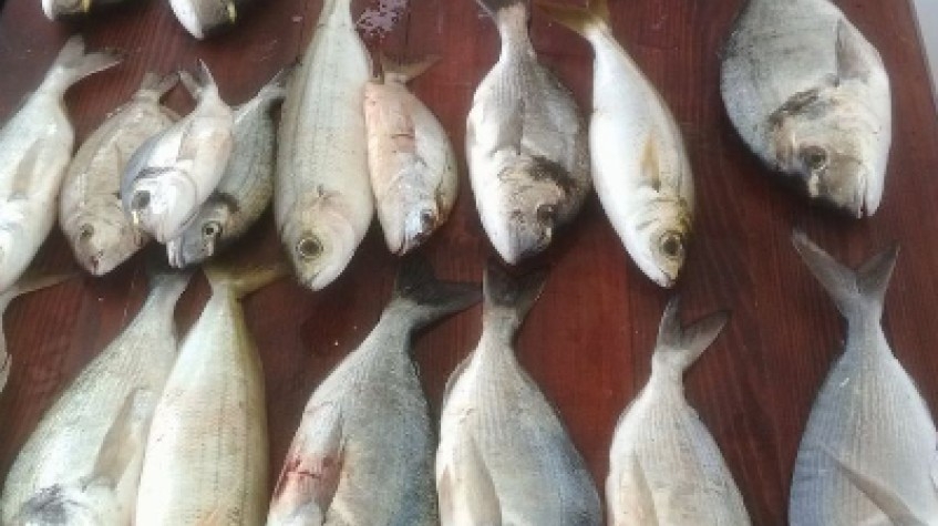Daily Fishing Tour Bodrum 1