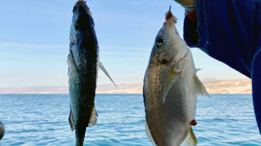 Daily Fishing Tour Bodrum 6