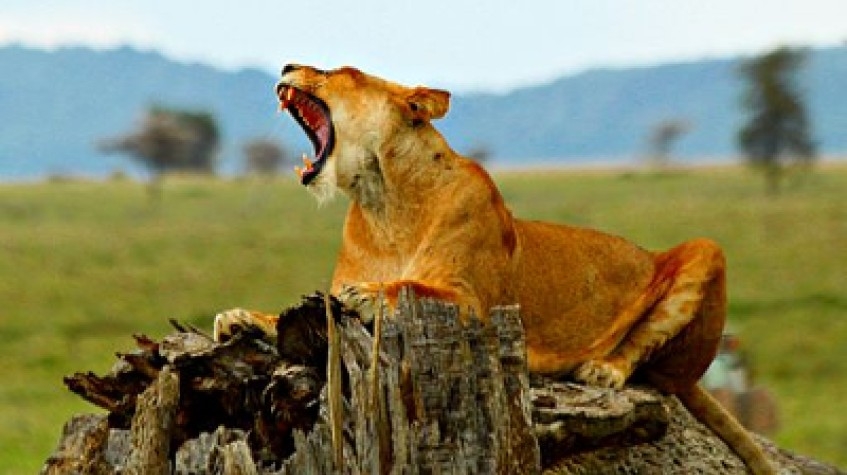 The Great Migration Safaris Serengeti Tanzania 2