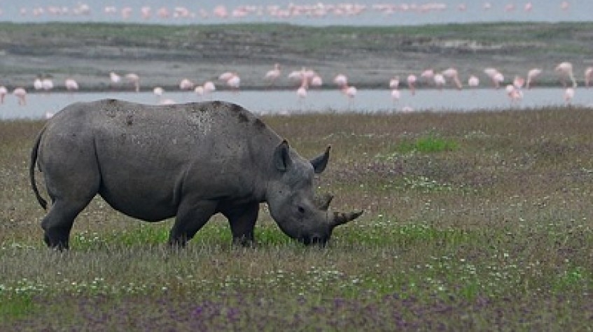 The Great Migration Safaris Serengeti Tanzania 3