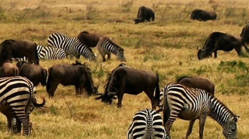 The Great Migration Safaris Serengeti Tanzania 4