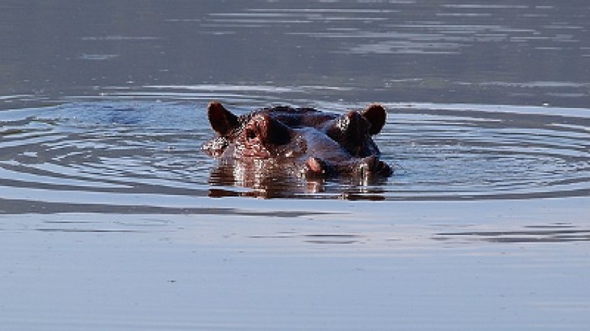 The Great Migration Safaris Serengeti Tanzania 5