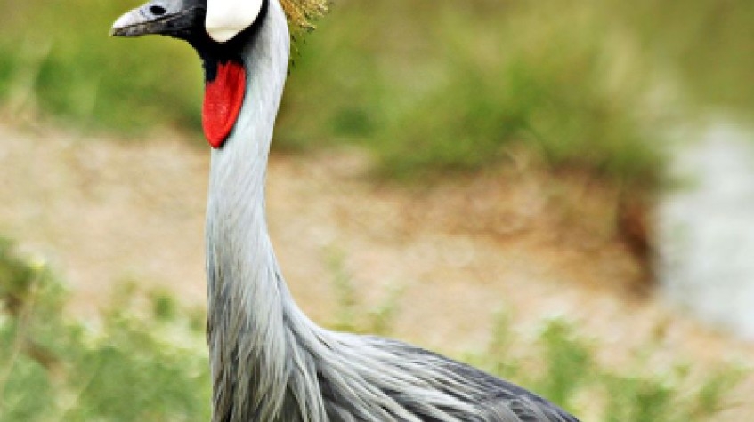 The Great Migration Safaris Serengeti Tanzania 6