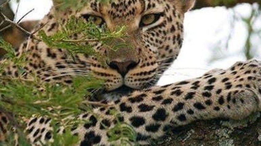 The Great Migration Safaris Serengeti Tanzania 7