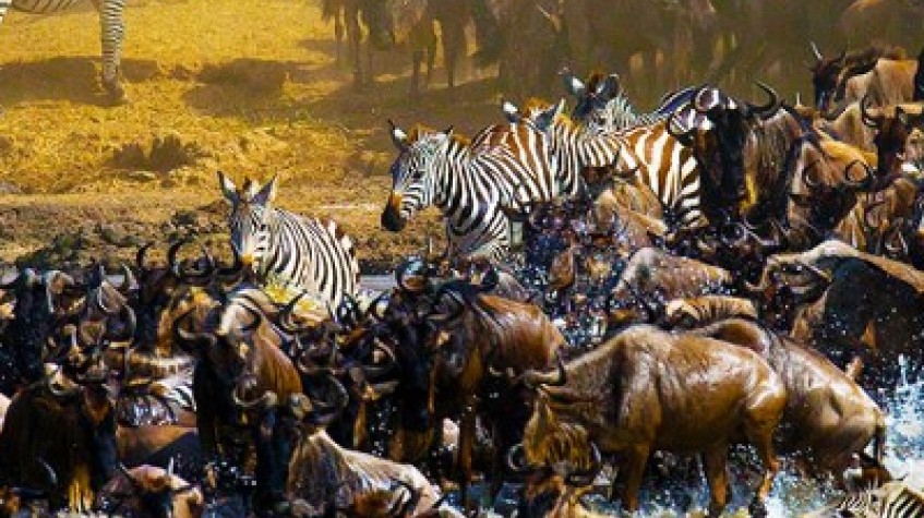 The Great Migration Safaris Serengeti Tanzania 8