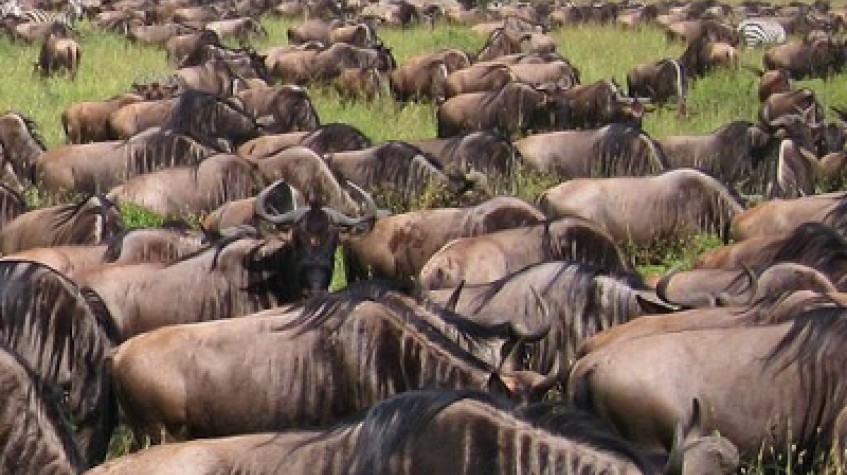 The Great Migration Safaris Serengeti Tanzania 10