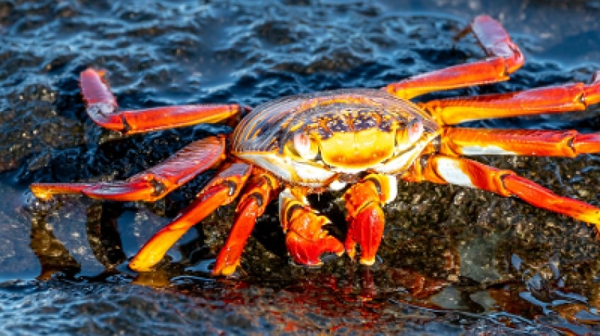 Galapagos Relax 8 Days Tour 5