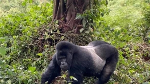 15Days Discover Uganda