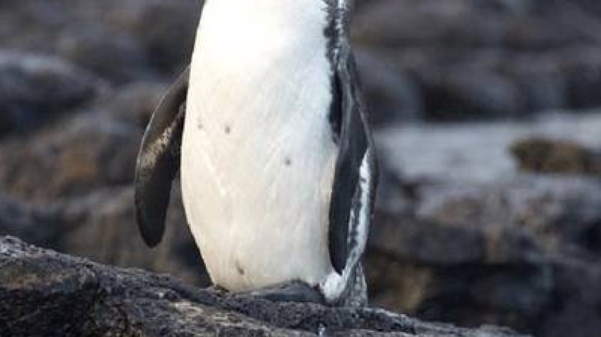 Bartolome Island and Sulivan Yacht Tour 5