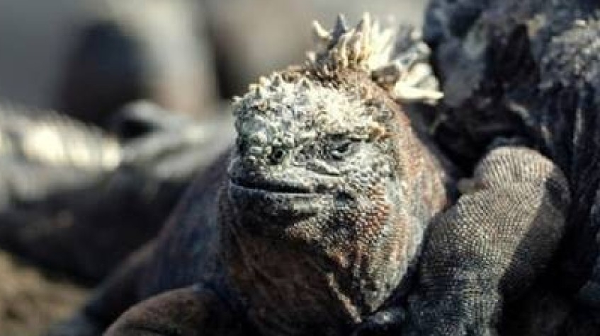 Fly Galapagos Unique 9 Days Tour 4