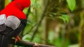 Ecuador Cloud Forest 5 Days Hiking Tour