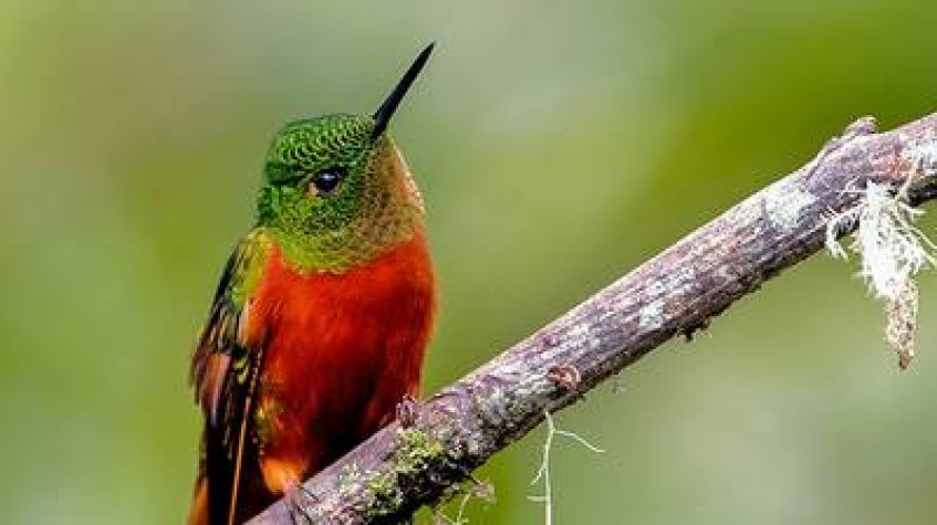 Ecuador Cloud Forest 5 Days Hiking Tour 4