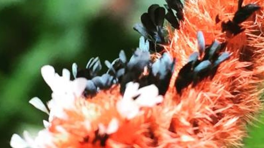 Ecuador Cloud Forest 5 Days Hiking Tour 8