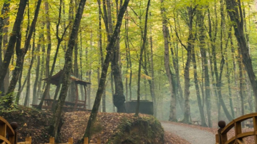 Full Day Outdoor Nature Tour / Rumeli Fortress, Belgrad Forest & More 6