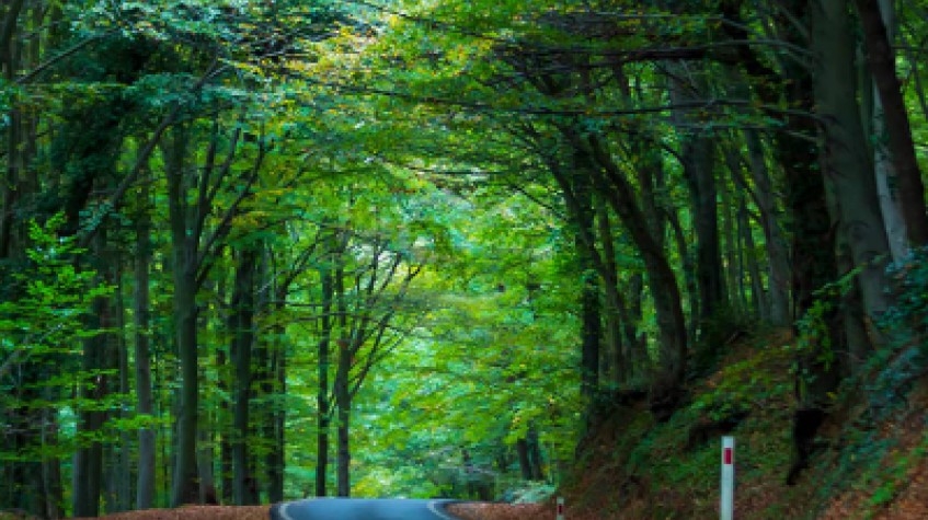 Full Day Outdoor Nature Tour / Rumeli Fortress, Belgrad Forest & More 9