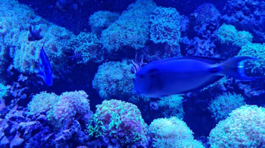 Entry Ticket Sea Life Istanbul 3