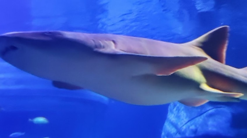 Entry Ticket Sea Life Istanbul 4