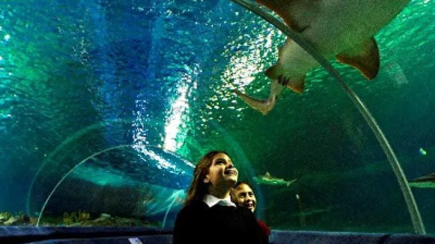 Entry Ticket Sea Life Istanbul 6