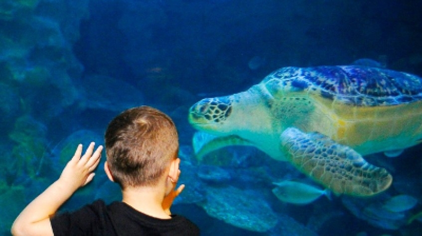 Entry Ticket Sea Life Istanbul 7