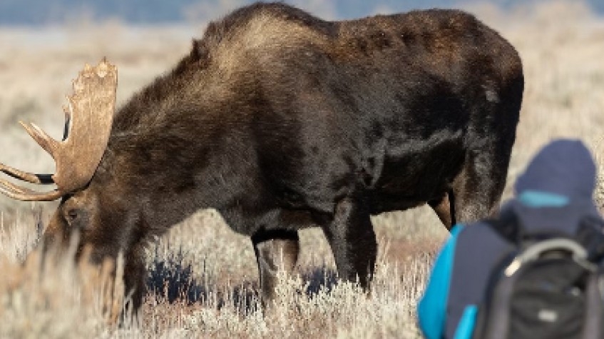 Moose Wild Safari 4