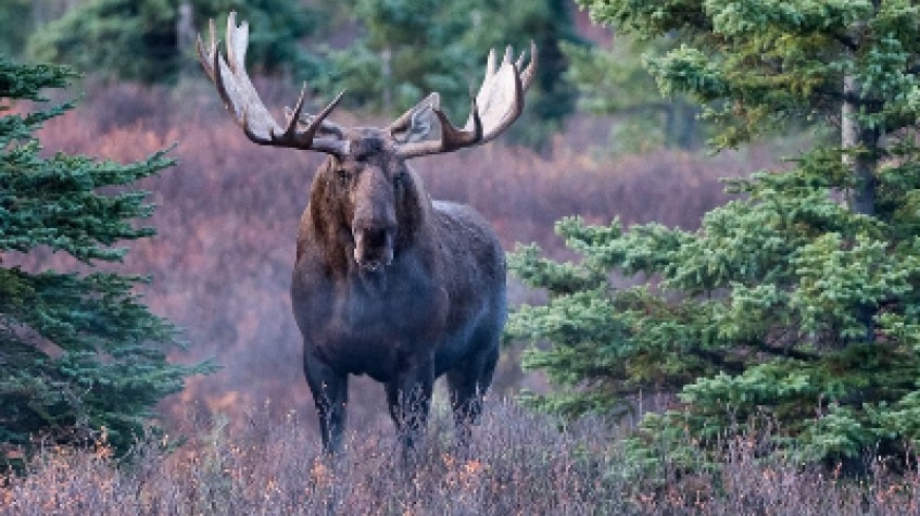 Moose Wild Safari 6