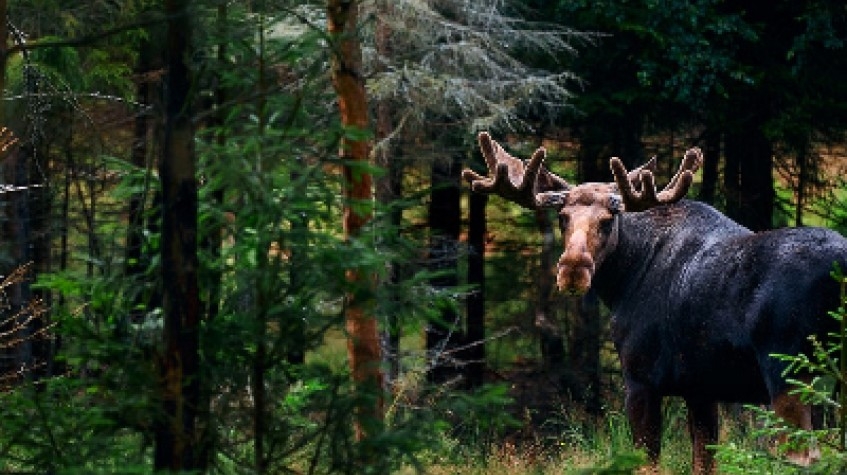 Moose Wild Safari 7