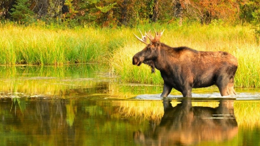 Moose Wild Safari 8