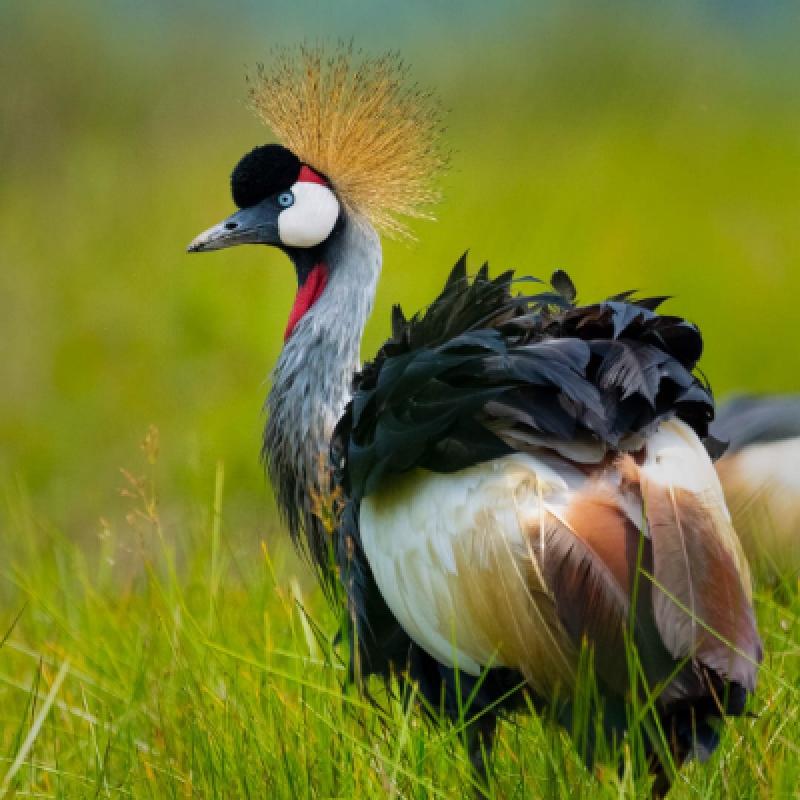 6 Days Bird Watching Safari in Uganda to Entebbe Zoo, Lake Mburo and Semuliki Forest National Parks