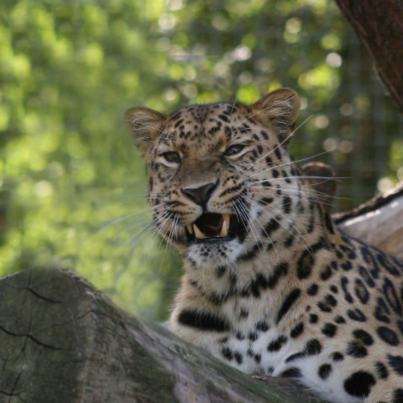 7 Days of Sri Lankan Splendor with Star-Class Hotels, Dining, and Breakfast Included 3