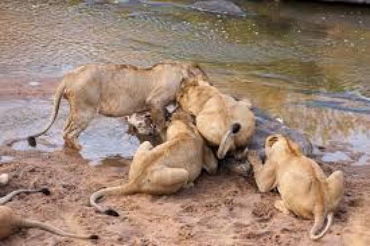6 Days Samburu Frontier, Lake Nakuru Paradise & Masai Mara Wildlife Park