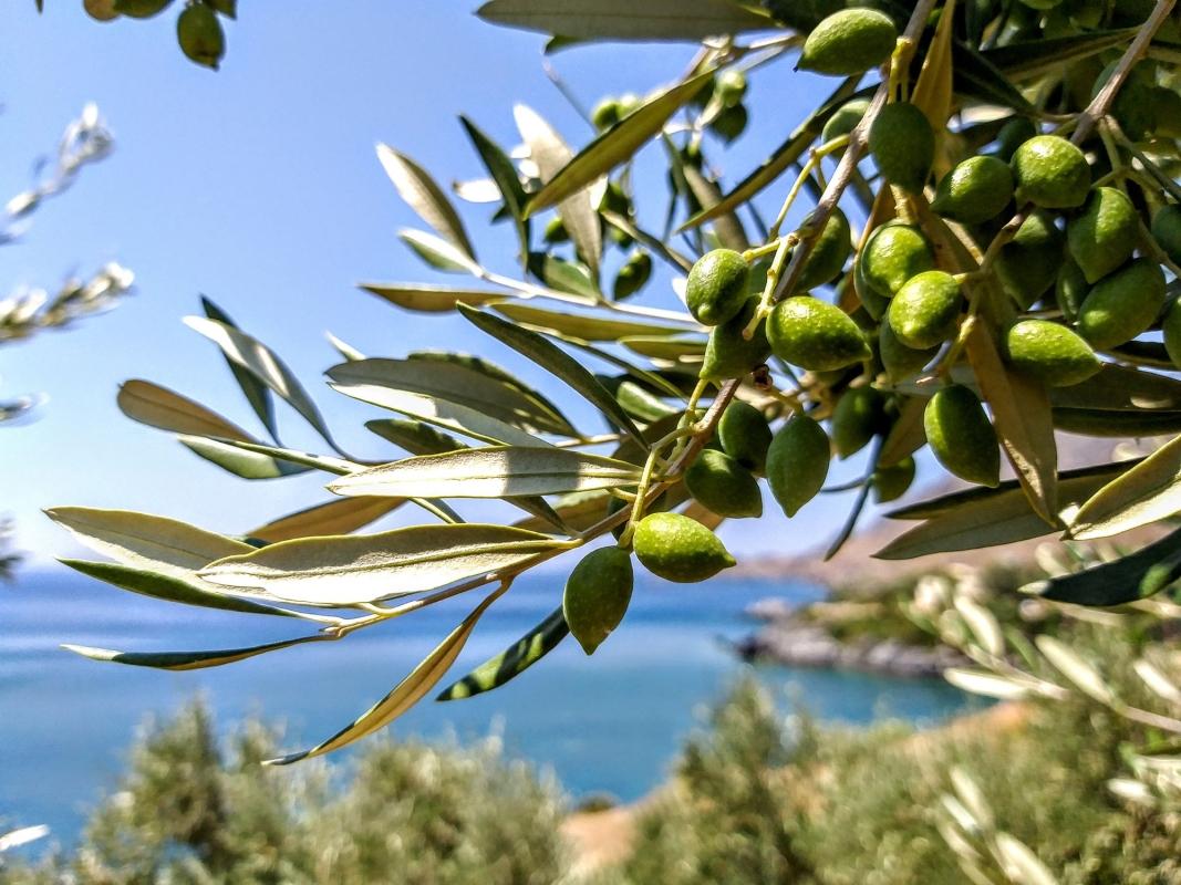 5 days of Culinary Exploration in Laconia, Peloponnese