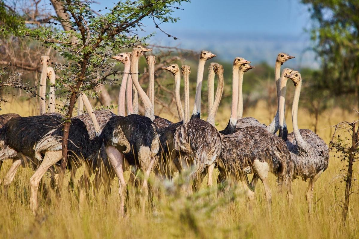 3day Kidepo Valley National Park Tour