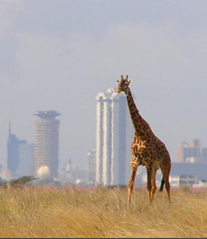 Day trip to Nairobi National park and Giraffe center