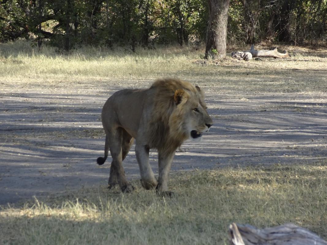 9 Days Okavango, Moremi, Khwai, Savuti & Chobe
