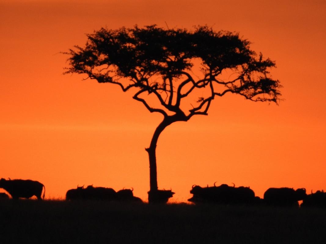 Touch of Serengeti Migration & Ngorongoro Crater Touch of Serengeti Migration & Ngorongoro Crater
