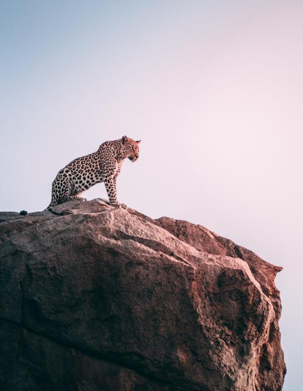 2 Days Tsavo West Safari