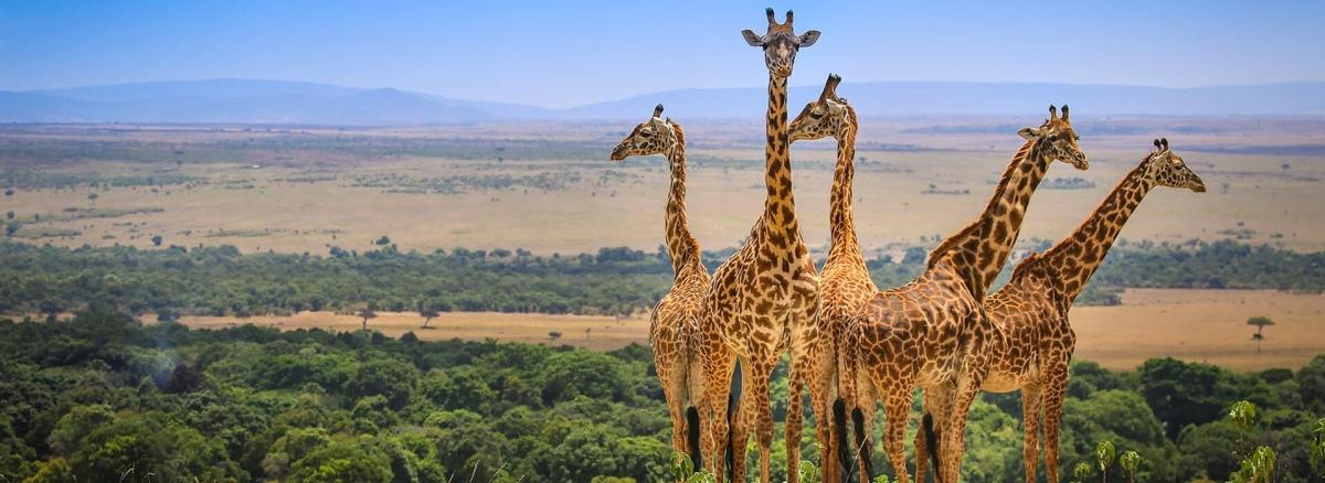 CLASSIC JOURNEYS KIFARU SAFARIS 2025