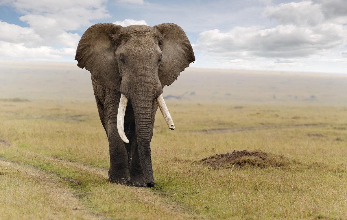 Journey to Tanzania. A comprehensive wildlife tour