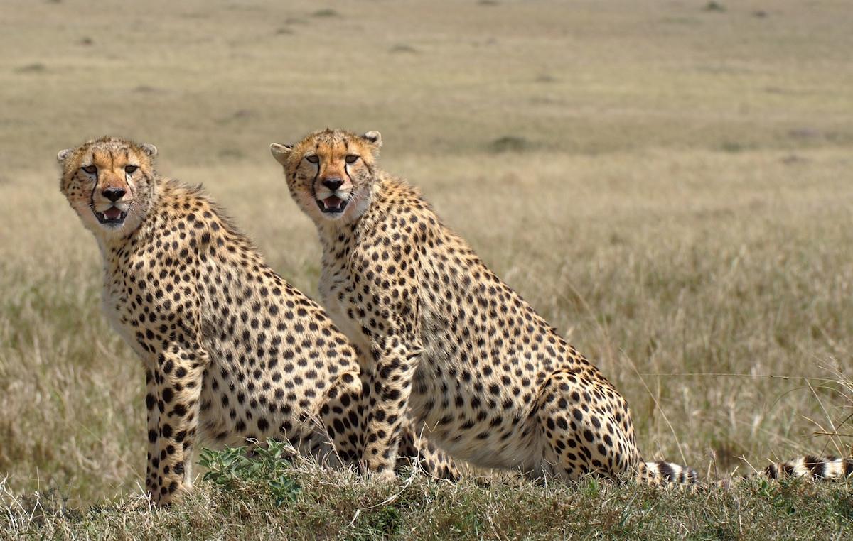 8 Days of Elegance in the Wild, Tanzania Style